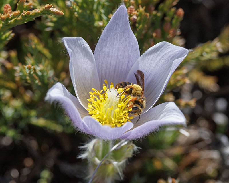 Bee on a crocus