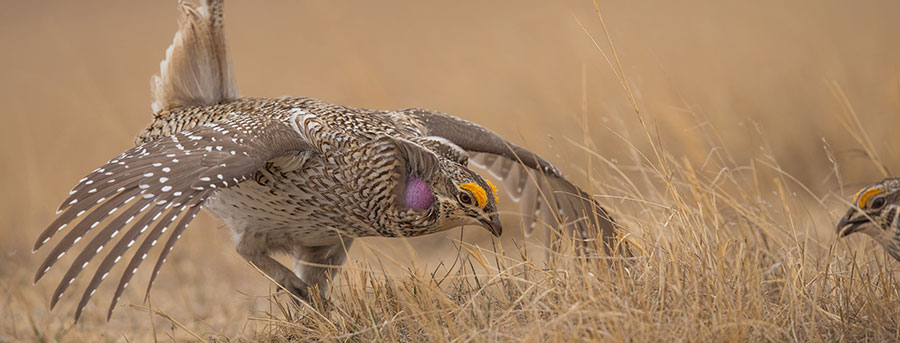 Sharp-tailed grouse displaying