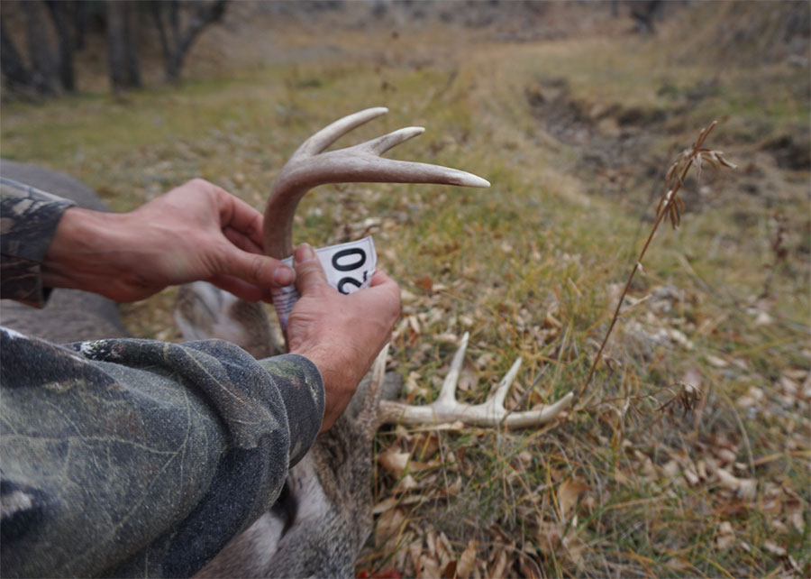 Hunter tagging deer carcass