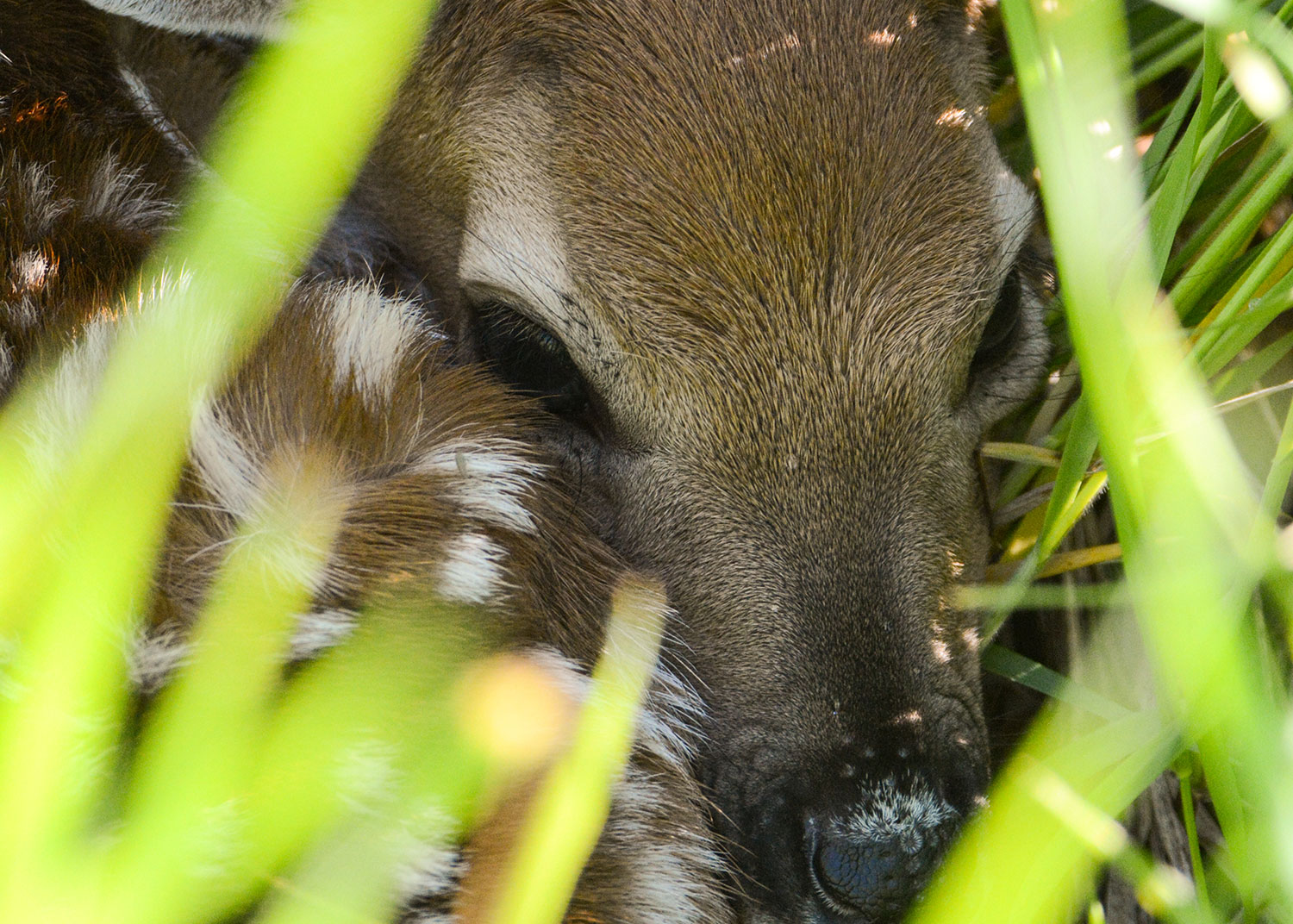 White-tailed deer fawn lying in grass