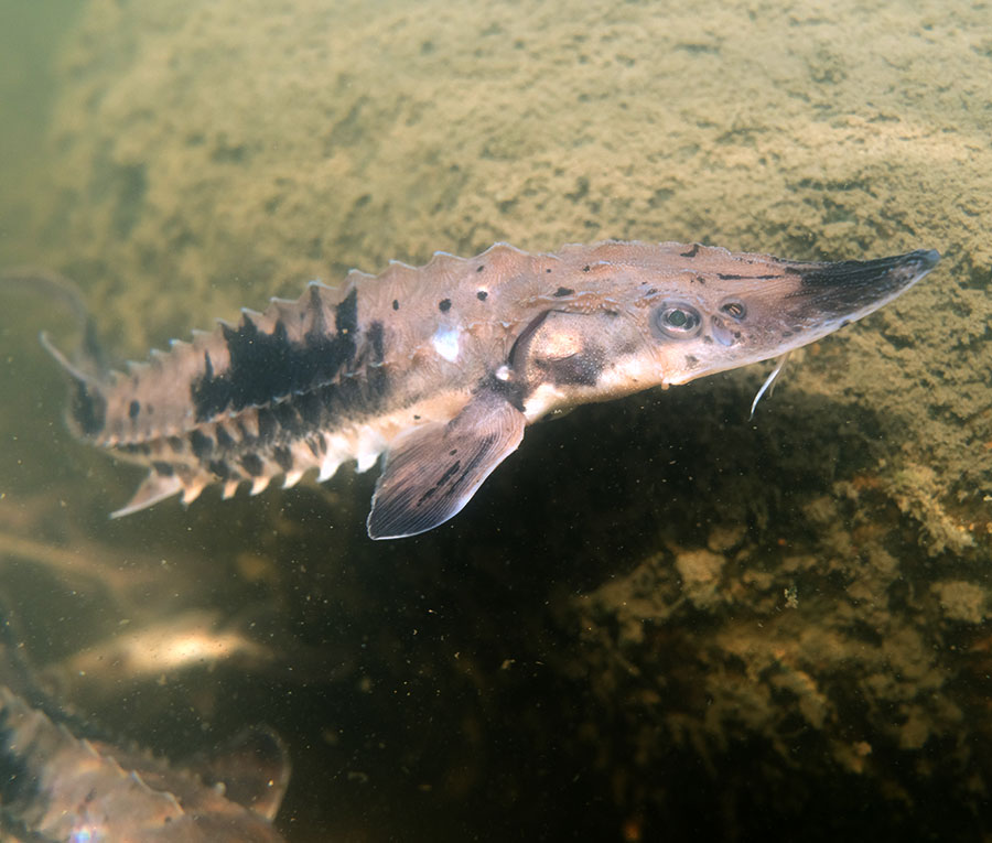 Young sturgeon
