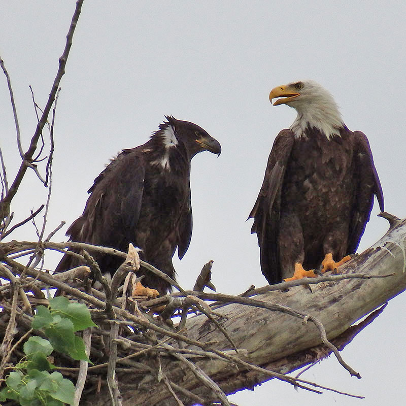 Adult and chick bald eagles near a nest