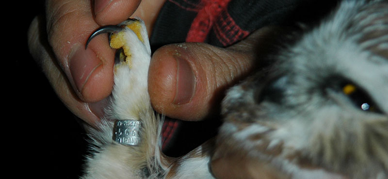 Banded Saw whet owl