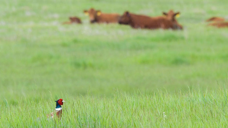 Pheasant in grass with cows lying in the background