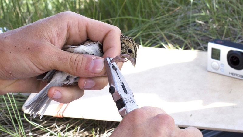 Bird being banded