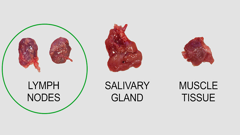 Lymph node (left) salivary gland (middle), muscle tissue (right)