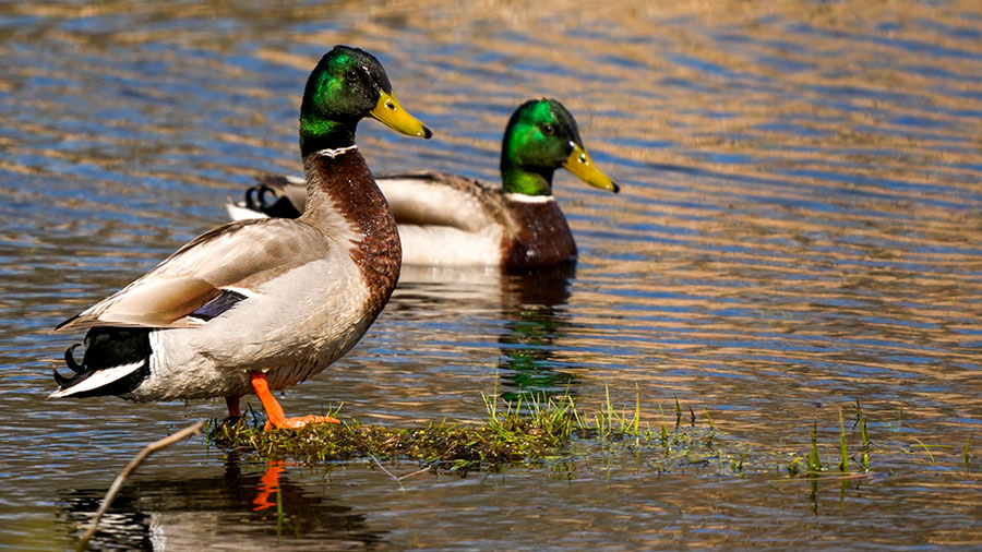 Mallard