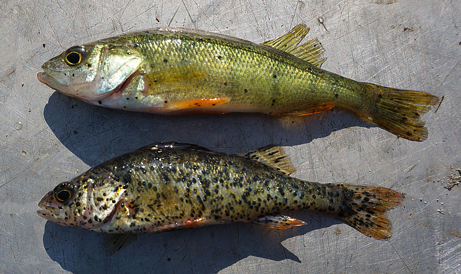 Black Spot Disease Fish