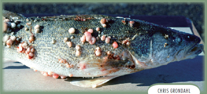 Lymphocystis North Dakota Game and Fish