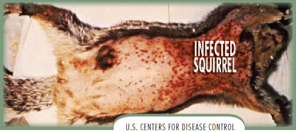 Diseased animal