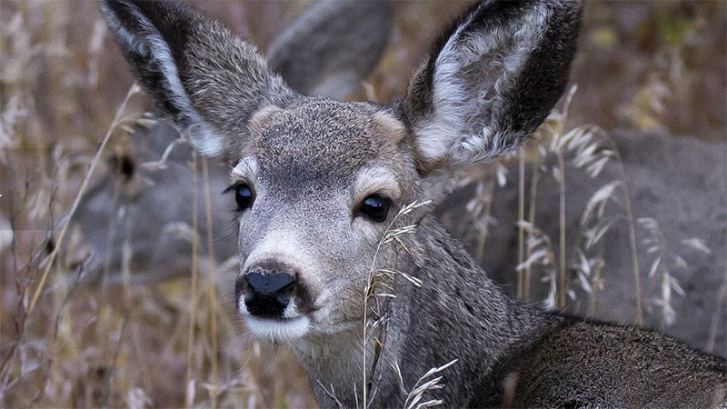 Mule deer youngster