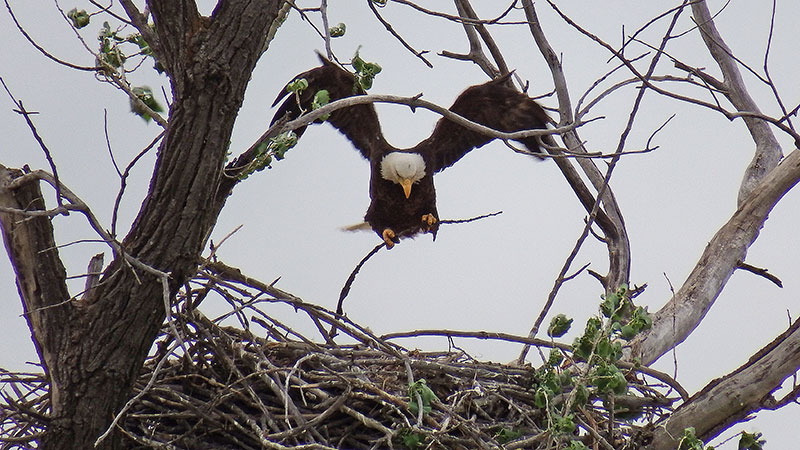 Adult bald eagle bringing a stick to a nest