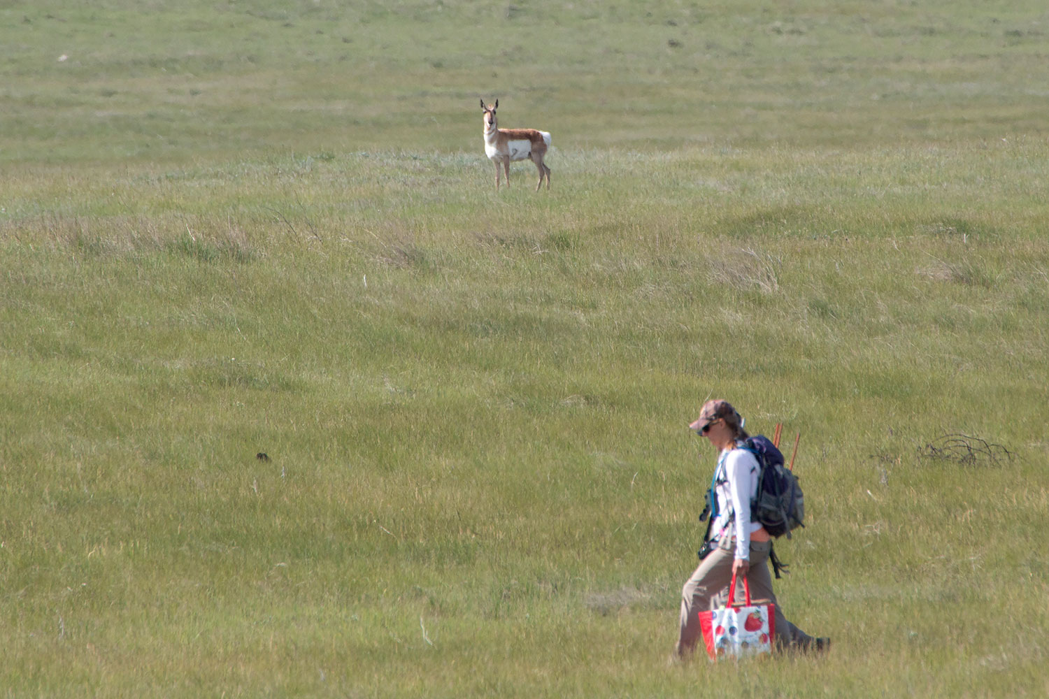 Researchers walking across prairie with pronghorn watching