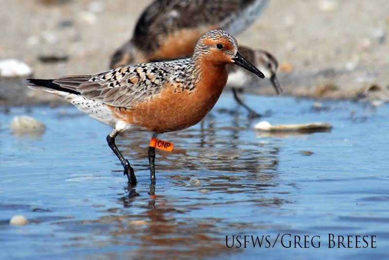 Red Knot in wetland