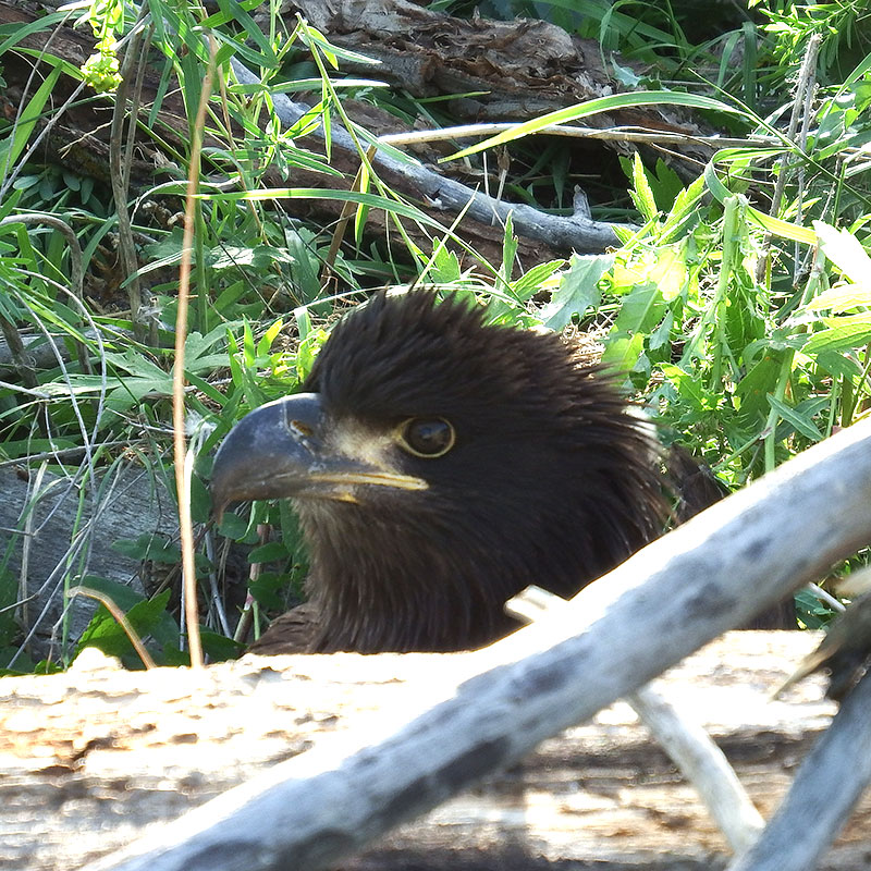 fledged chick on ground