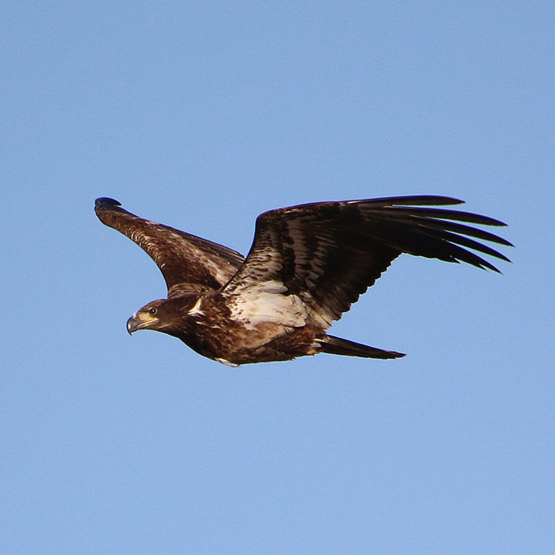 Active Bald Eagle Nest Reporting North Dakota Game And Fish