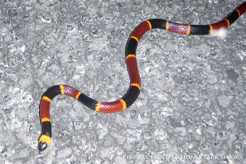 Coral snake