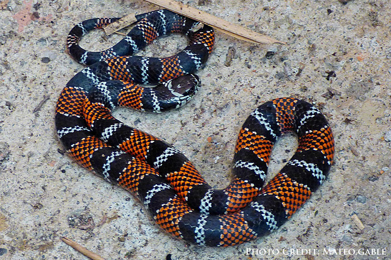 False coral snake