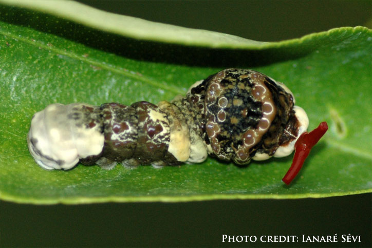 Giant swallowtail caterpillar