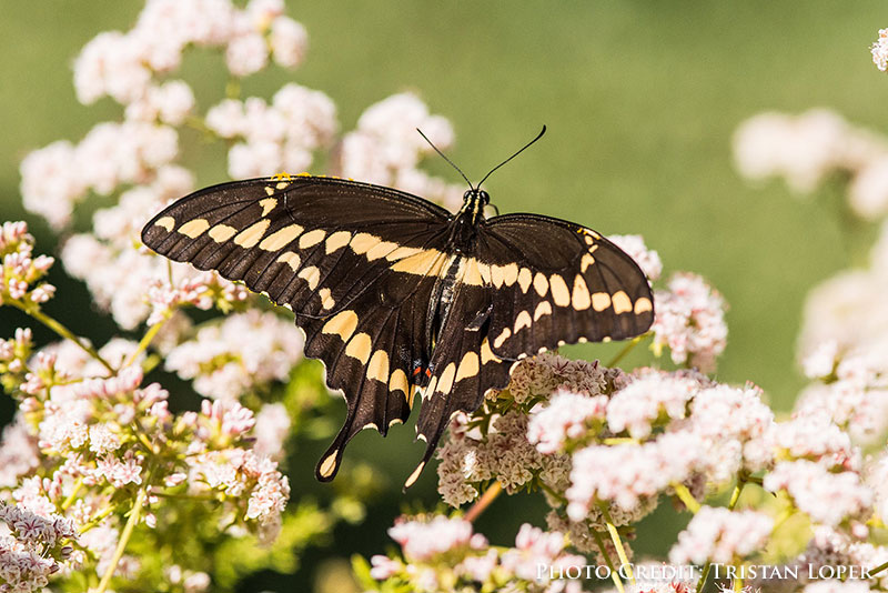 Giant swallowtail