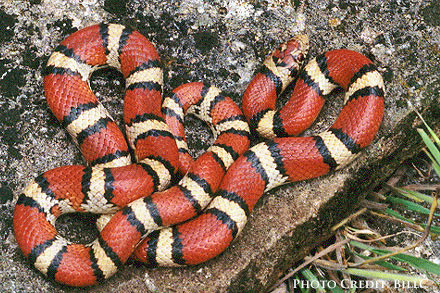 Milk snake