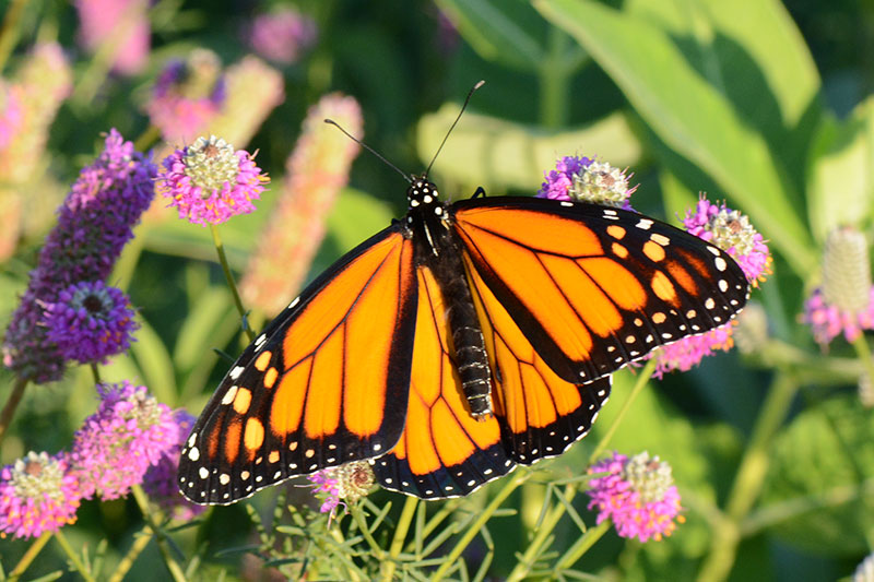 Batesian Mimicry Examples