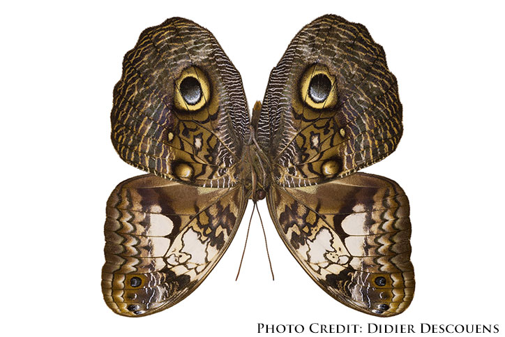 Owl butterfly