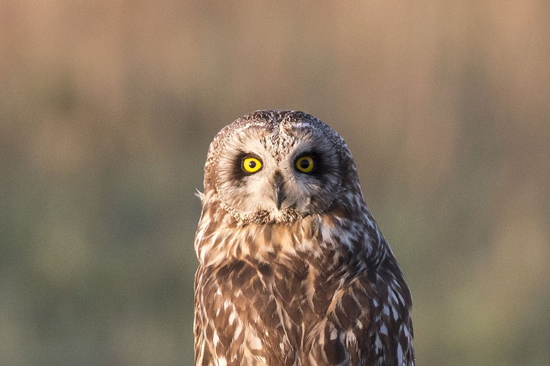 Short-eared owl