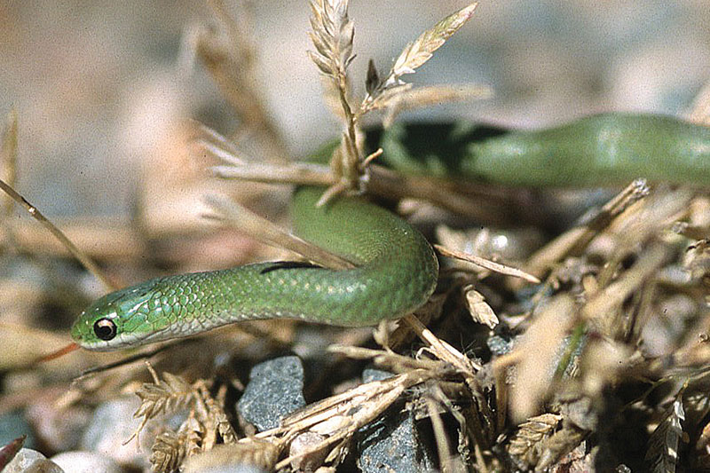 Smooth green snake