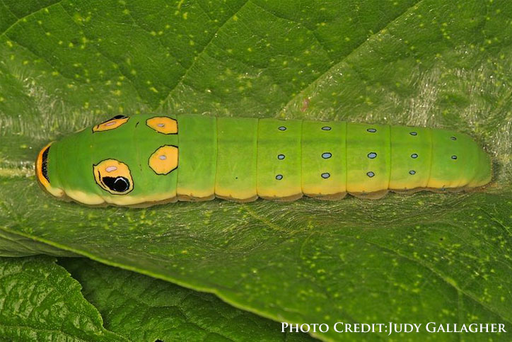 Spicebush swallowtail caterpillar