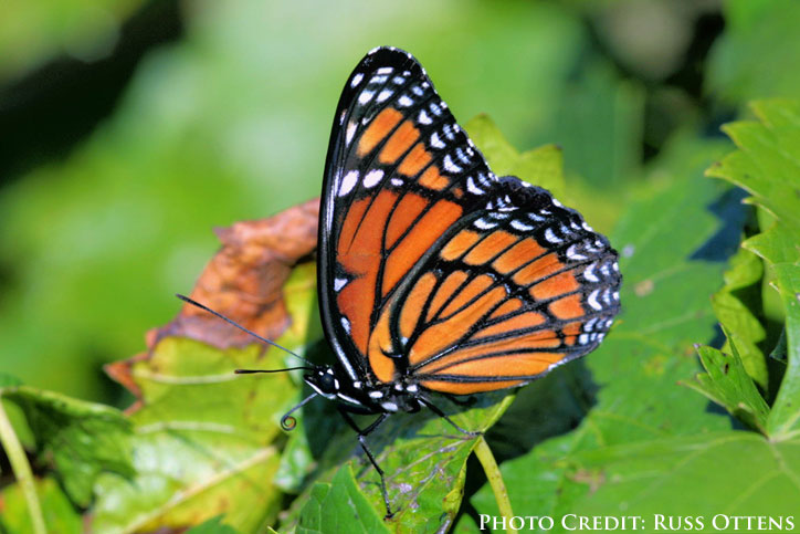 Batesian Mimicry Examples