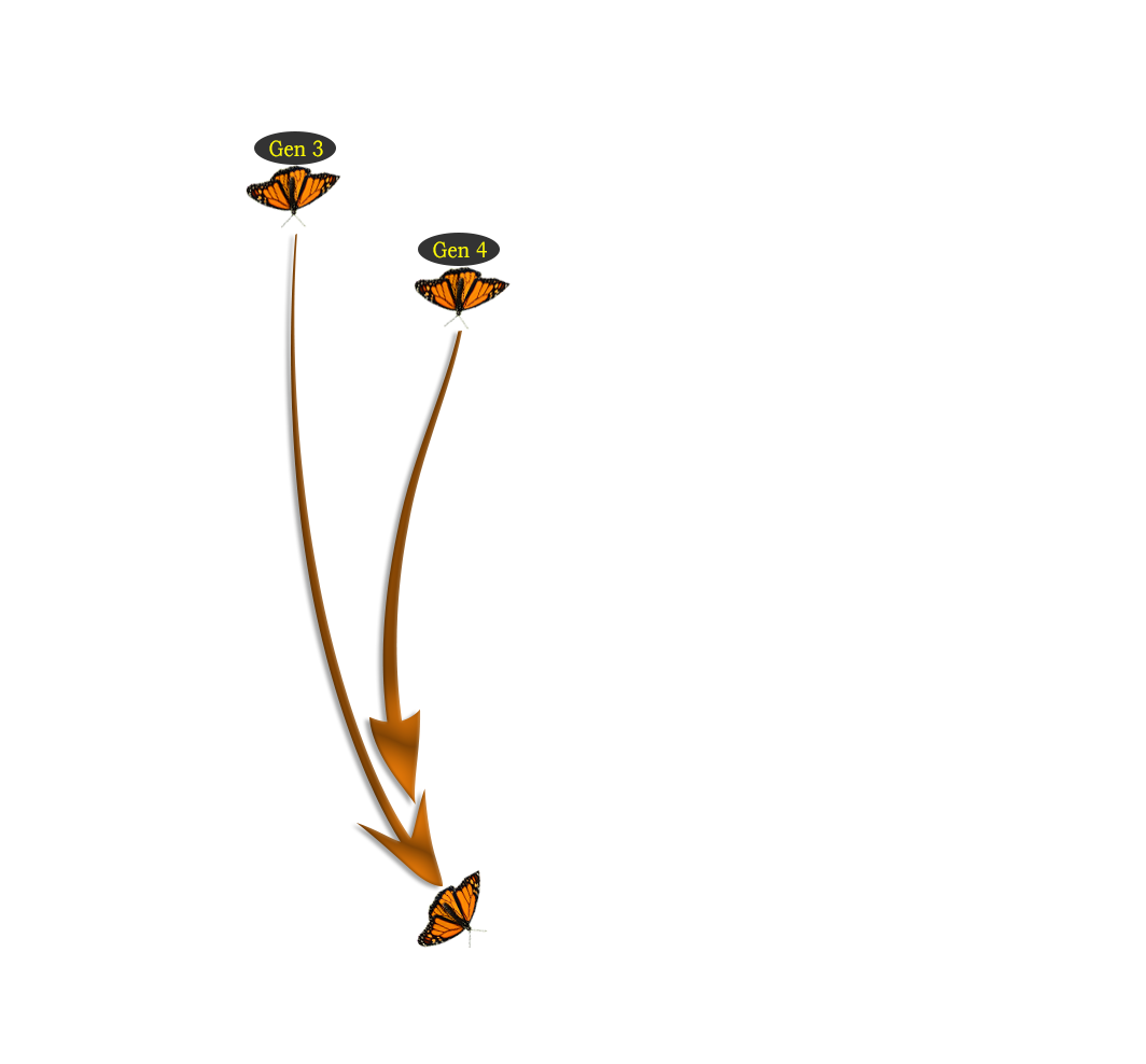 Migration map generation 3 and 4 moving south to Mexico wintering grounds