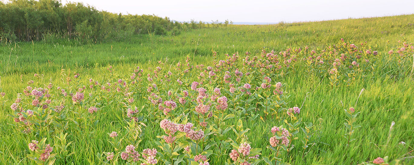 Milkweed in a field