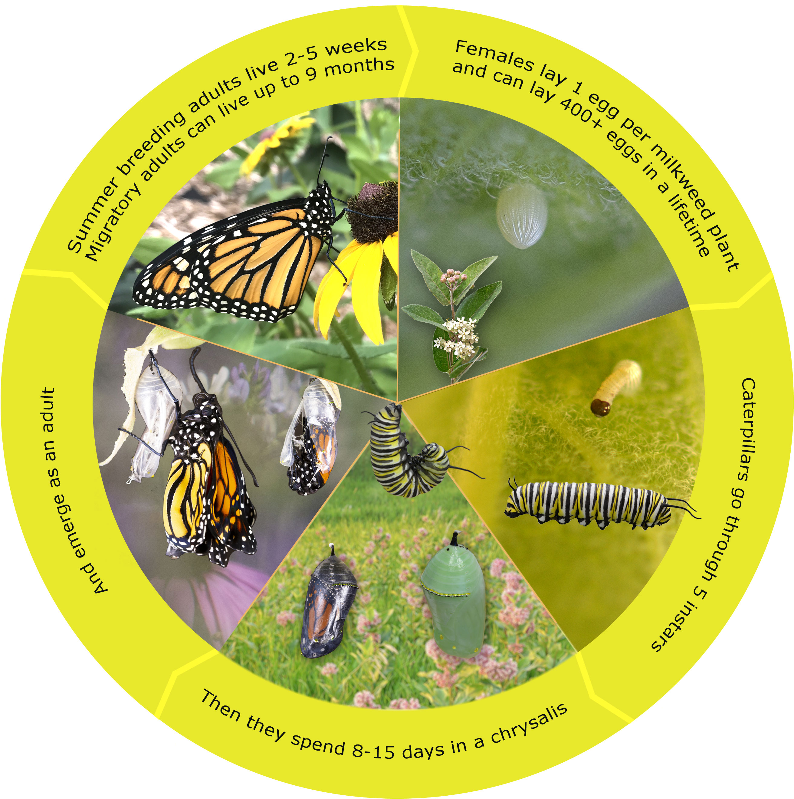 Monarch Life Cycle and Natural History