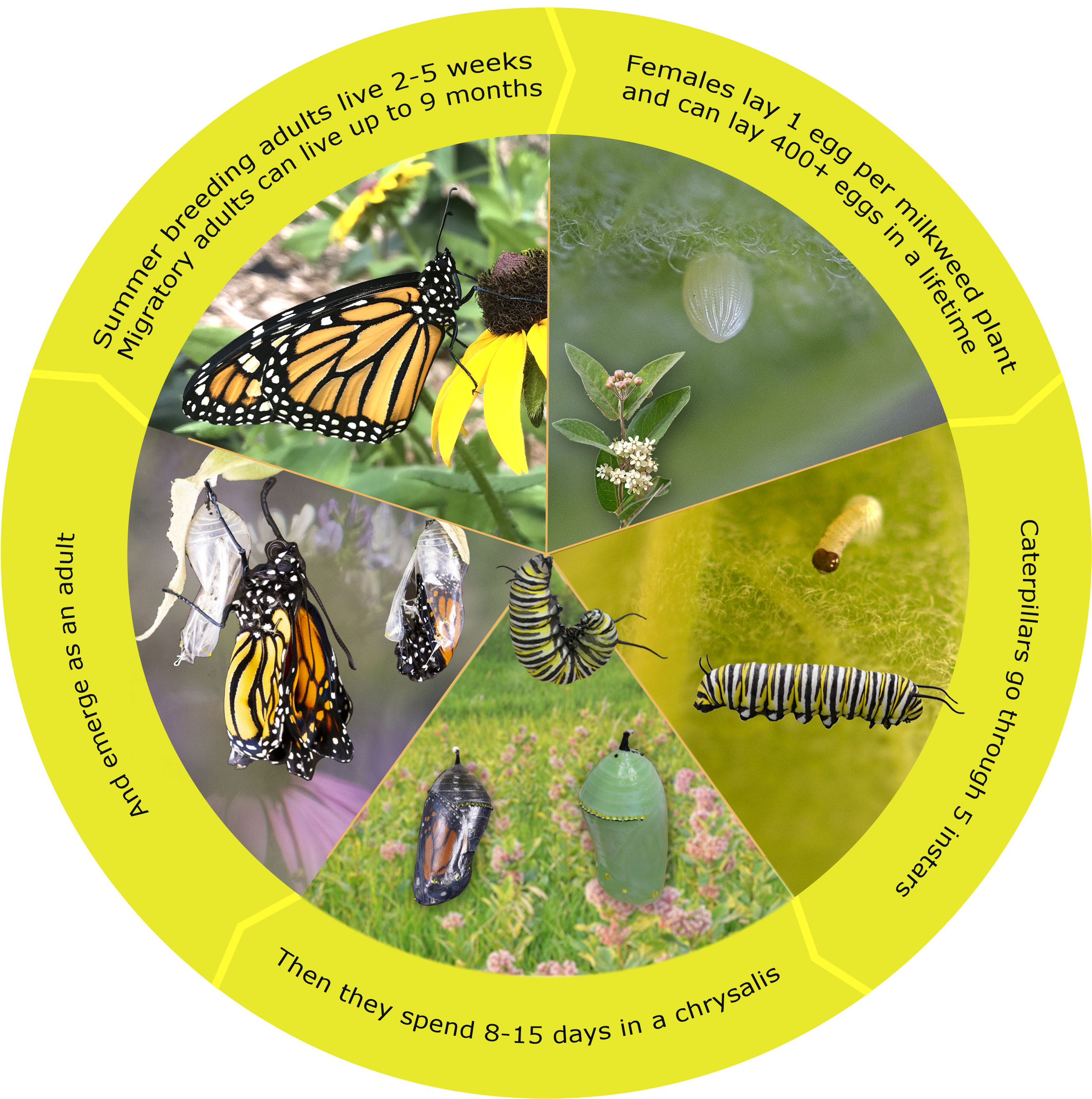 Monarch Butterfly Life Cycle Stages