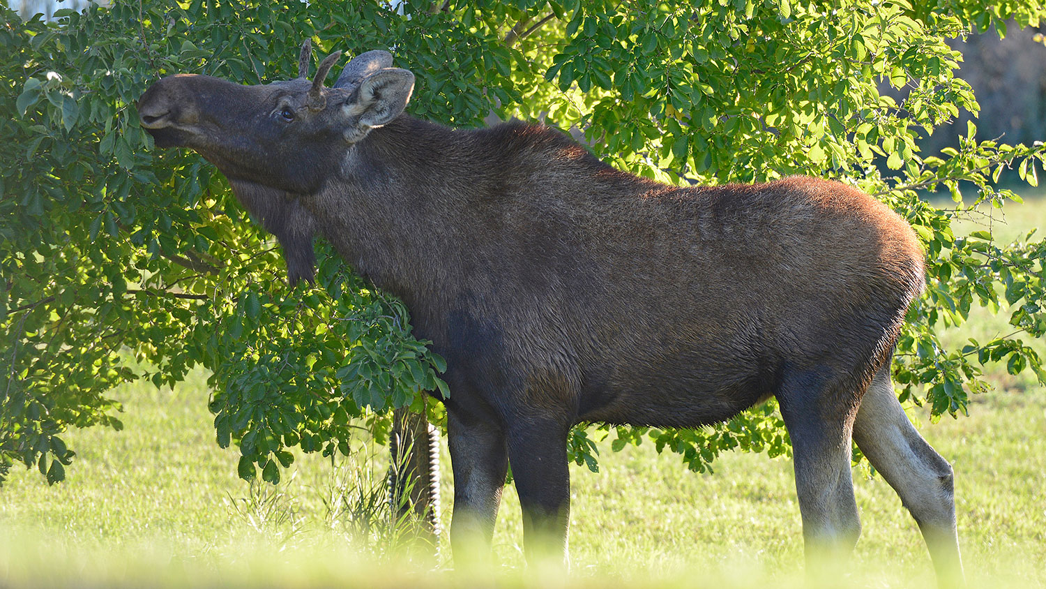 Moose in Bismarck eating leaves