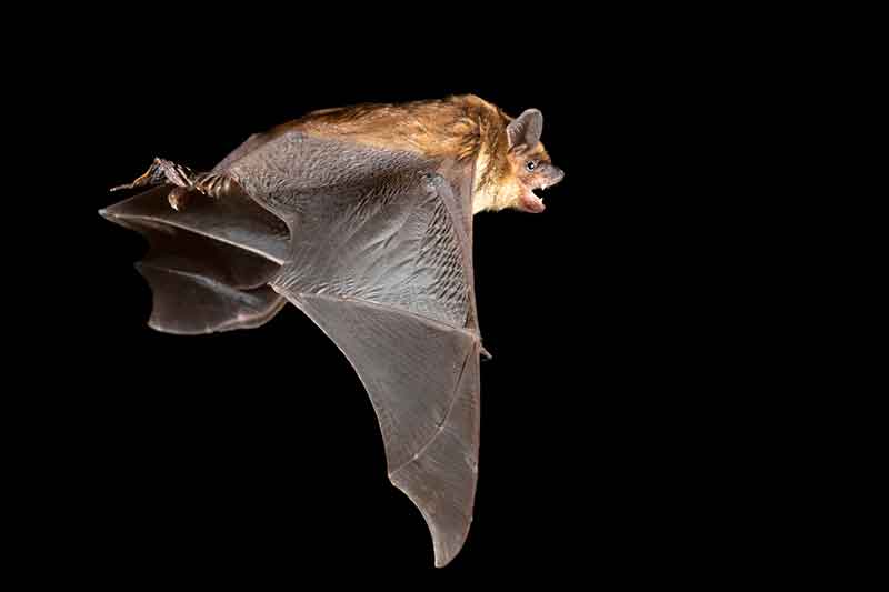 Big brown bat flying