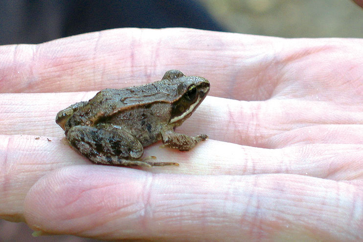 Wood frog held in hand