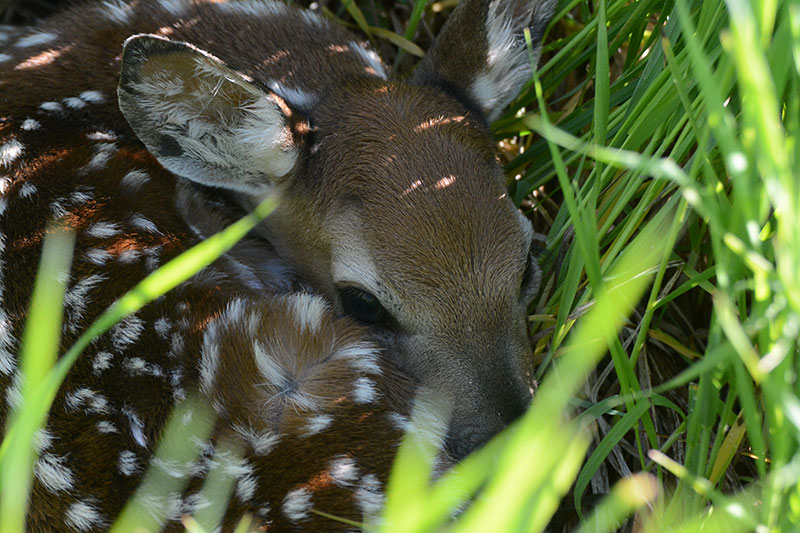 White-tailed fawn lying in grass