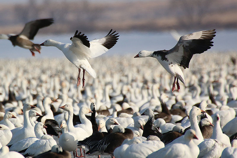 Snow geese landing