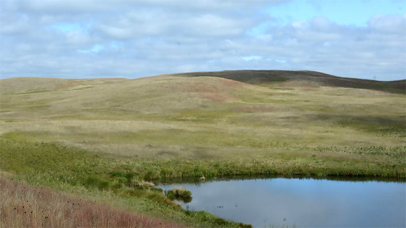 Grasslands with prairie pothole