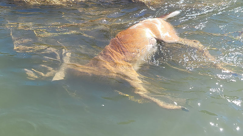 Dead deer floating in water