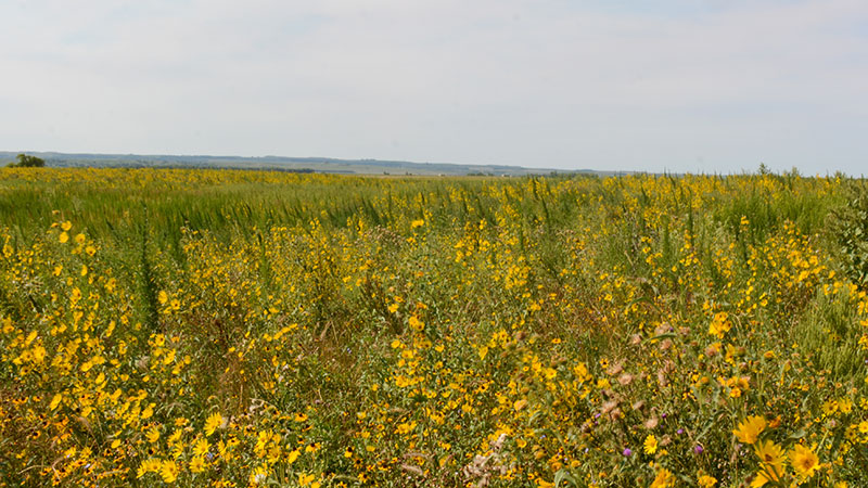 Prairie flowers