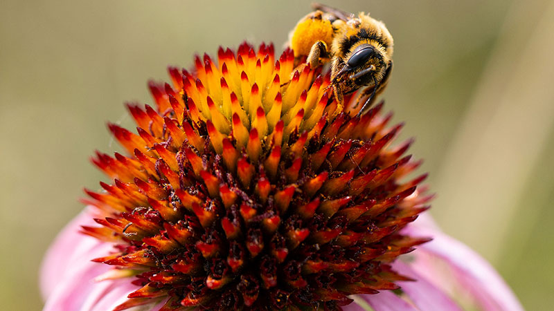 Bee on a coneflower