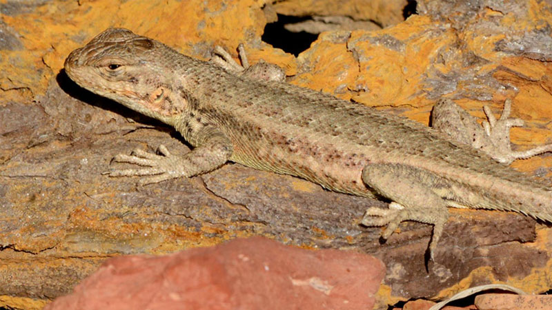 Sagebrush lizard