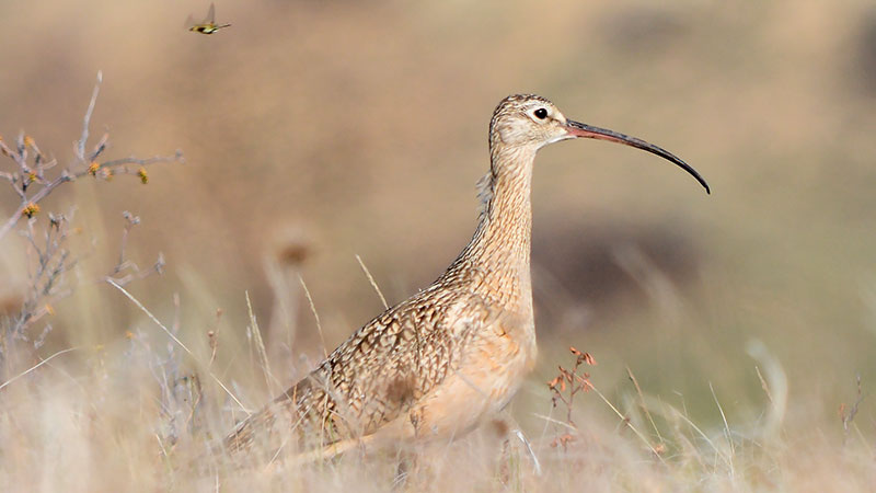 Long-billed curlew