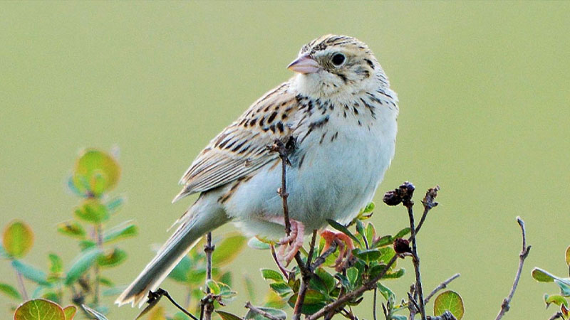 Bairds sparrow