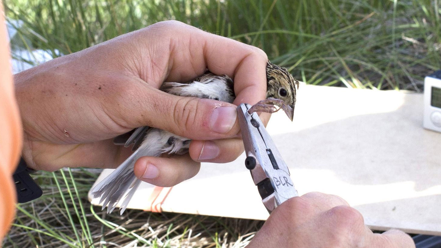 Researcher banding bird