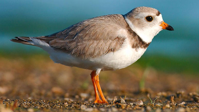 Piping plover