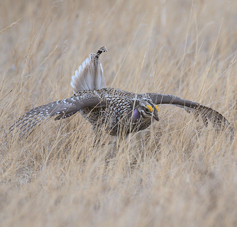 Sharp-tailed grouse displaying